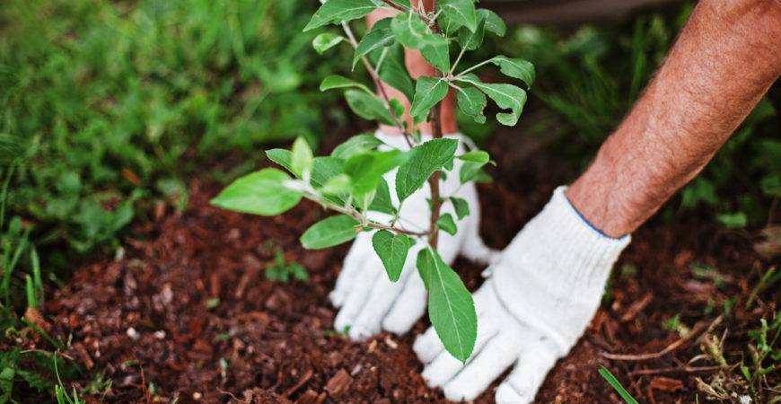 Planting & Removal